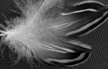feathers on a black background
