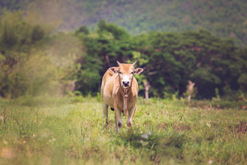 Cows on a meadow