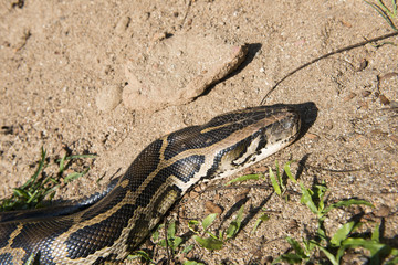 Fototapeta premium Close up of tiger python