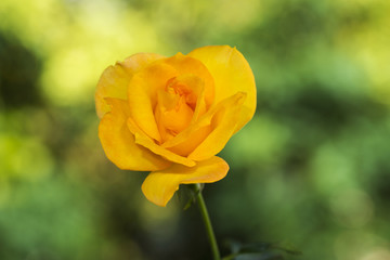 Yellow rose