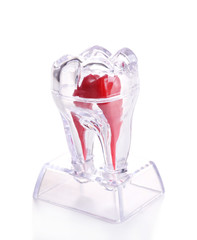 Human tooth model isolated on white