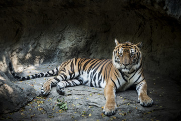 bengal tiger