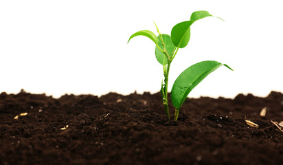 Small green plant in soil isolated on white