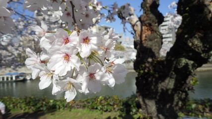 春　平和記念公園