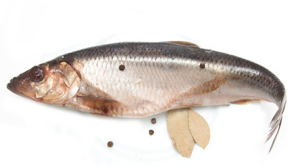 salted herring on white background
