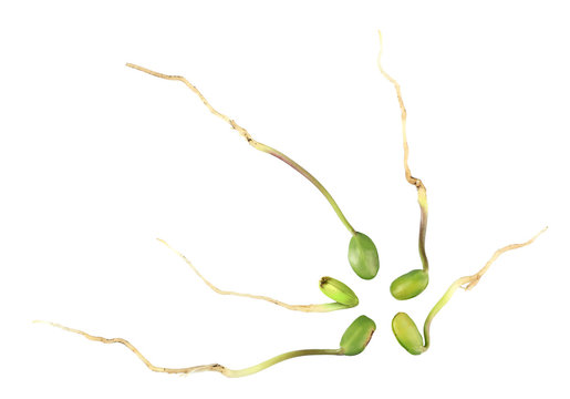 Green bean seedlings isolated on white