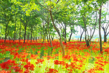 Flower garden of  cluster amaryllis