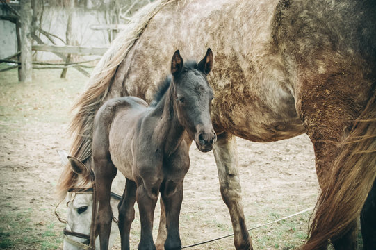brown foal is about mare