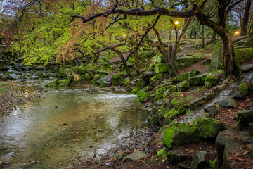 GREENERY FOREST