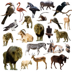 lions and other African animals  over white