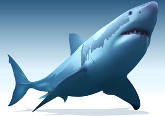 Obraz premium Great White Shark (Carcharodon carcharias)