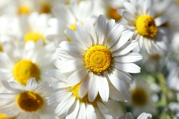 Beautiful bouquet of daisies close up