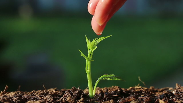 Hand watering a small tree