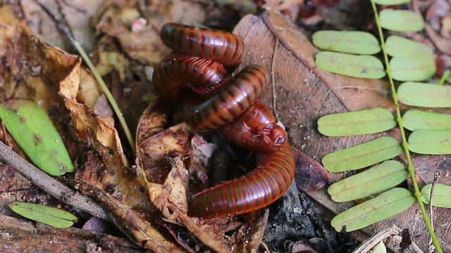 Bizarre mating of King.