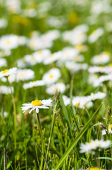 Springtime daisy flower closeup
