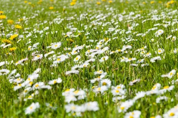 Fotobehang Madeliefjes Bloom daisy flowers meadow on springtime