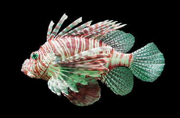 Pterois volitans, Lionfish - Isolated on black