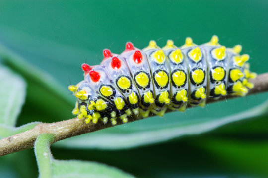 color butterfly worm