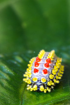 color butterfly worm