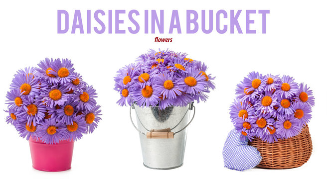 mix purple daisies in bucket