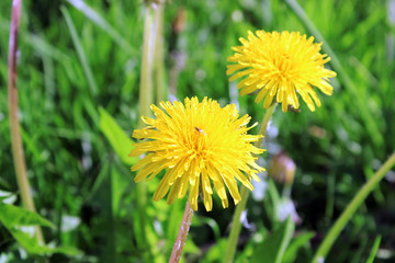 Yellow-blown dandelion