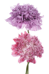 Fototapeta premium MAK