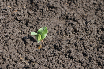 Green small sprout of a vegetable marrow on a bed in a garden