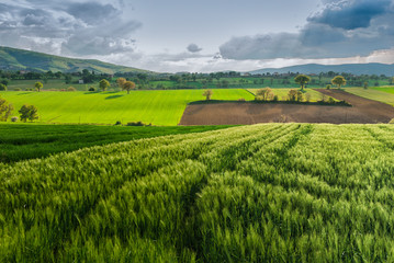 Fototapeta na wymiar Wheat field in Giano dell'Umbria, Italy