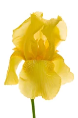 Crédence de cuisine en verre imprimé Iris yellow iris isolated on the white background