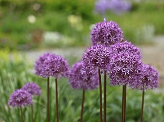 Allium aflatunense (Kugellauch) 
