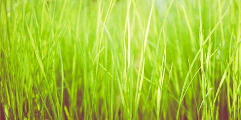 bright green grass  background