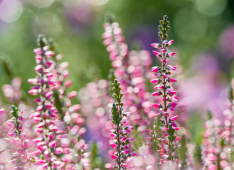Heather flowers