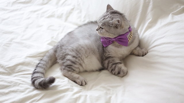 english cat  wearing a bow tie