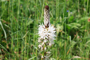 White asphodel