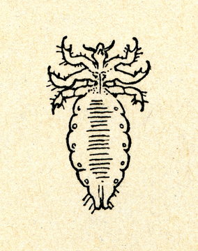 Body louse (Pediculus humanus humanus)