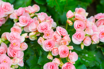 Beautiful background of flowers big begonias