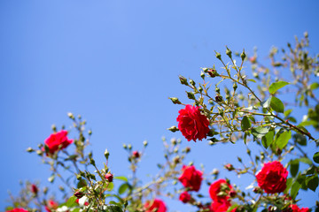 red roses and bud against blue sky