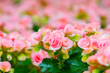 Beautiful background of flowers big begonias