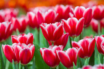 Beautiful background of flowers big begonias