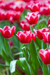 Beautiful background of flowers big begonias