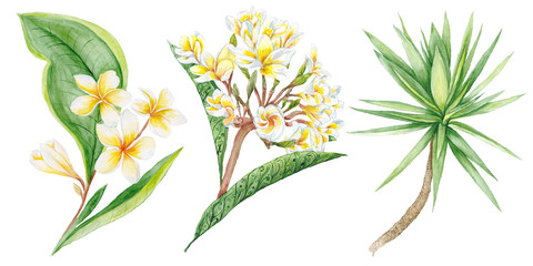 Fototapeta na wymiar Tropical Plants Watercolor Illustration