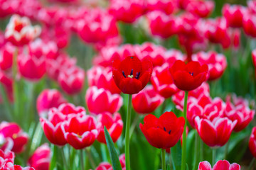 Tulips with bokeh background