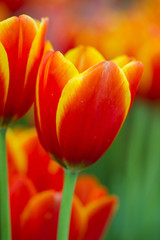 Tulips with bokeh background