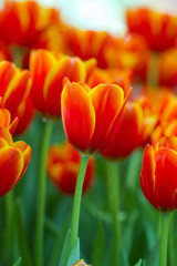 Red Tulips with bokeh background