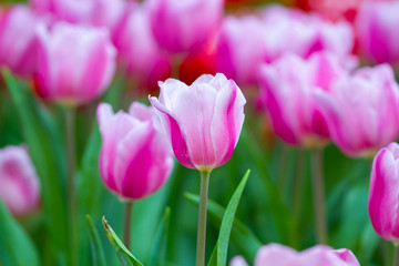 Tulips with bokeh background