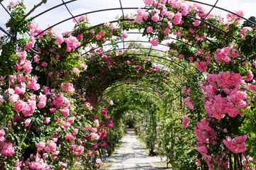 Fotobehang romantic rosebed walk © TTLmedia