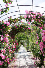 Fototapety  romantyczna ścieżka do bujnego ogrodu różanego
