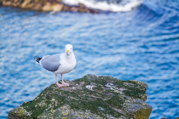 Herring sea gull