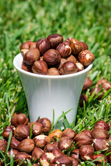 Raw hazelnuts, no shell, in a white cup on grass.