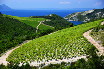 Vineyard in Dalmatia, Croatia, at the Adriatic coast - obrazy, fototapety, plakaty